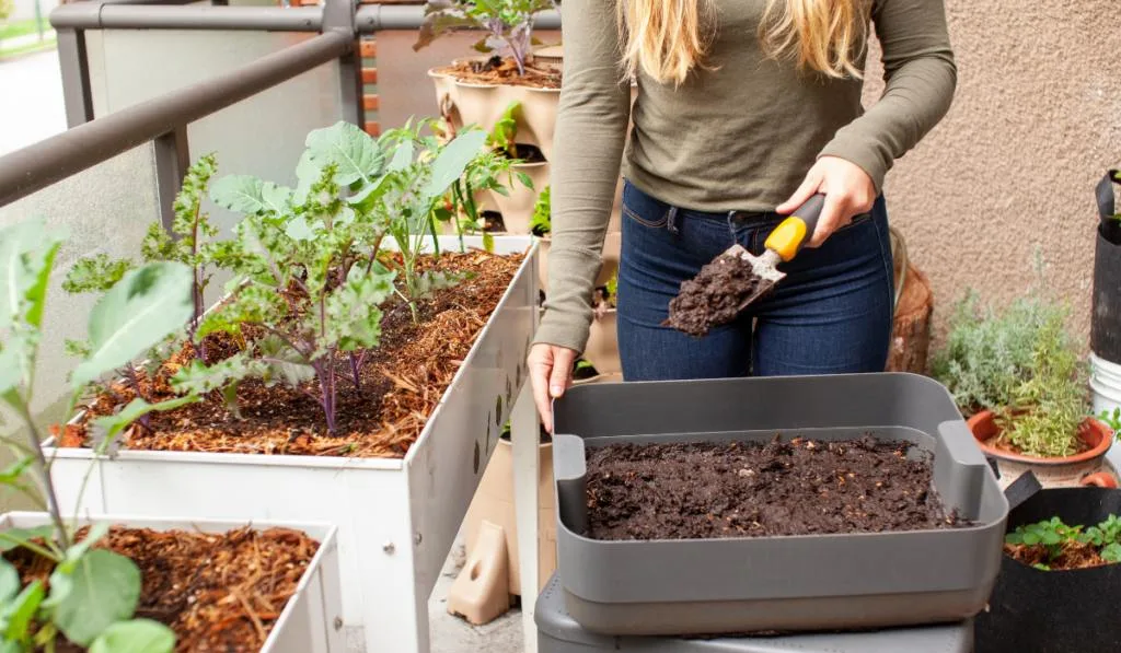 A women harvests fresh worm castings (compost) from a vermicomposter 