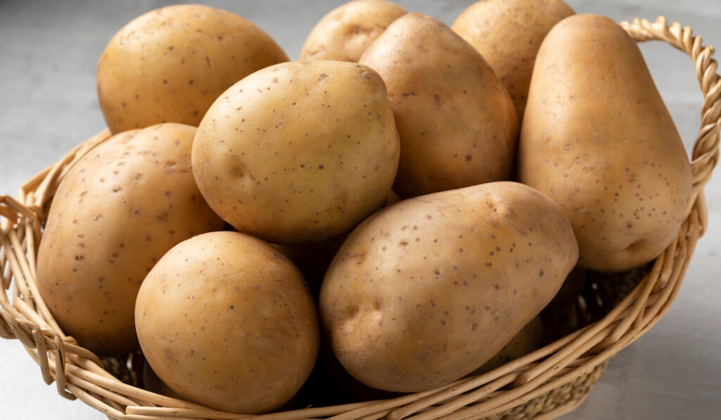 Basket of fresh raw Nicola waxy potatoes on concrete ground