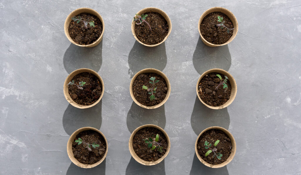 Biodegradable paper seed or plant pots with tomato sprouts on concrete grey background