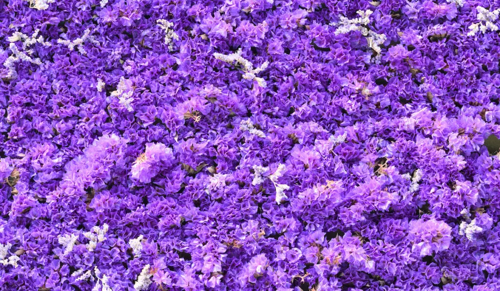 Blue and purple flowers of sea-lavender in thick carpet