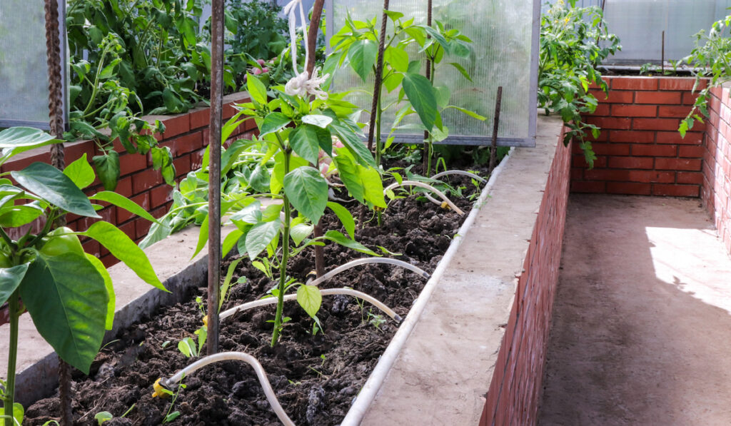 Brick beds with growing vegetables in the greenhouse