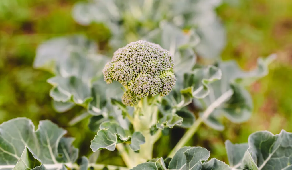 Broccoli plant, Brassica oleracea, with its edible head