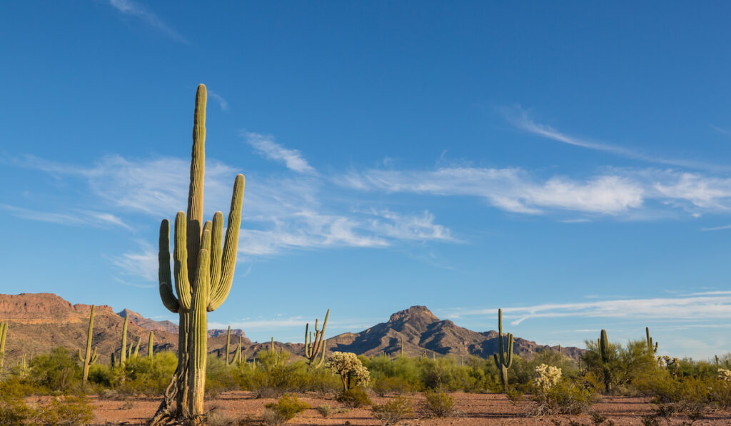 Carnegiea Gigantea also known as Suguaro Cactus in Organ Pipe National Monument