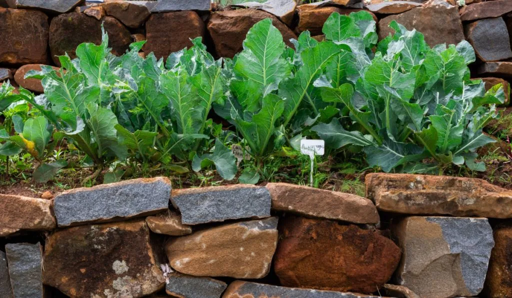 Cauliflower plants growing in a raised vegetable garden bordered with rocks.
