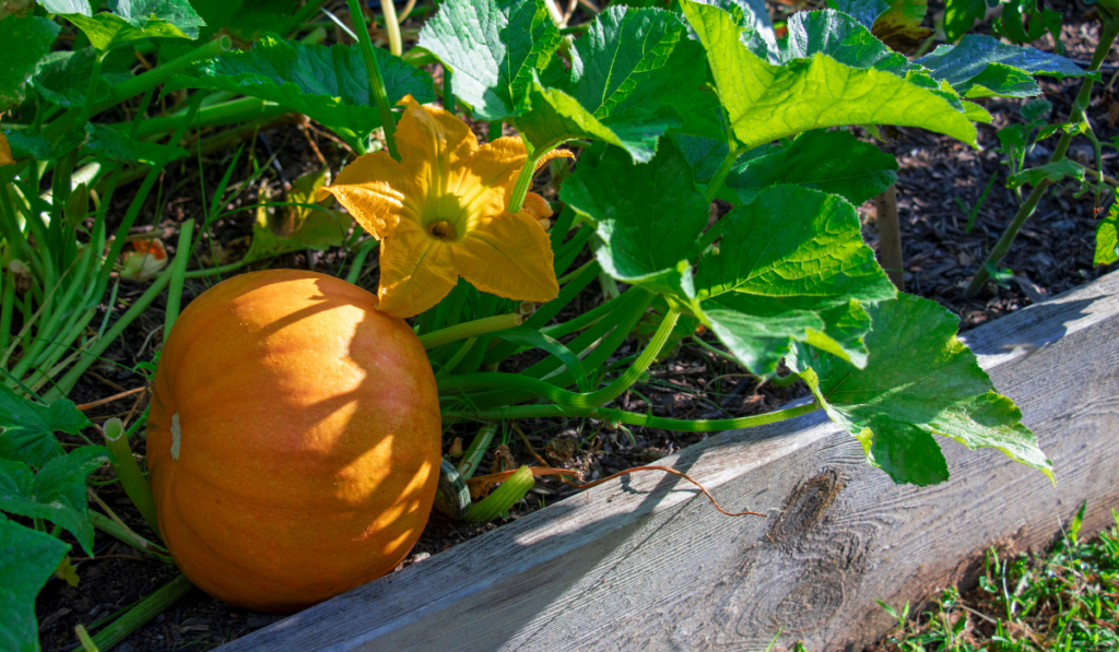 Close-up of a pumpkin plant growing in a raised bed garden
