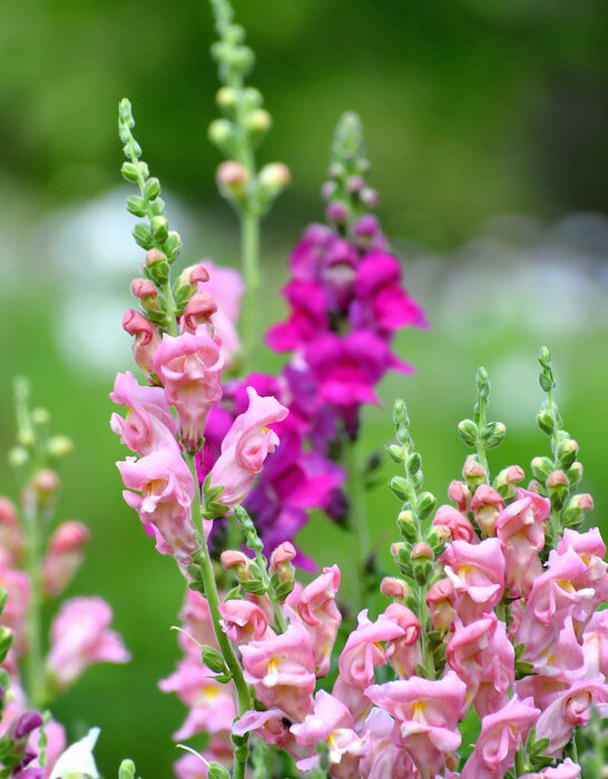 shades of pink and yellow beautiful snapdragons flowers growing in the garden