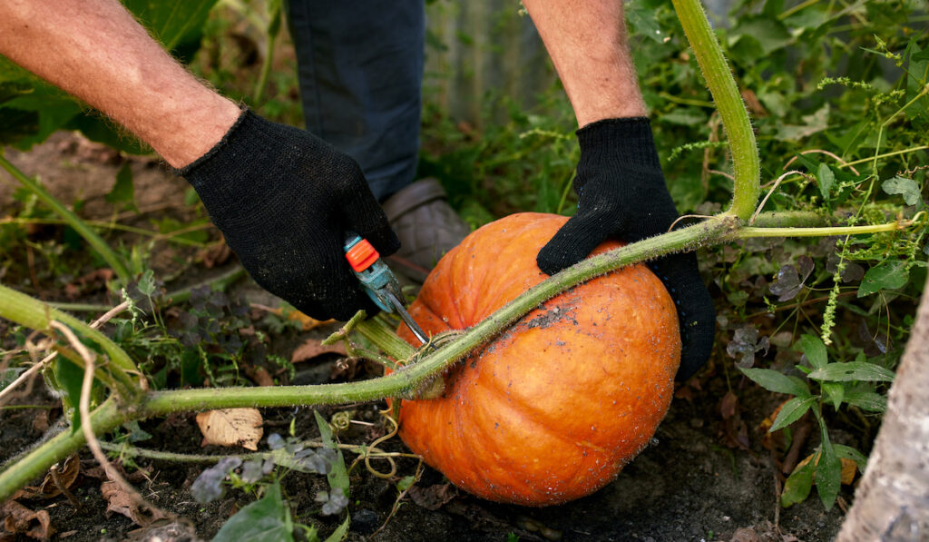 Farmer hand picking up ripe pumpkins in the garden