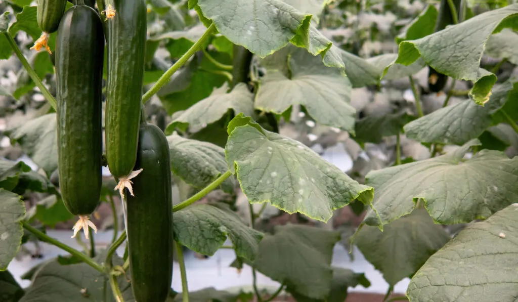 cucumbers ready to harvest