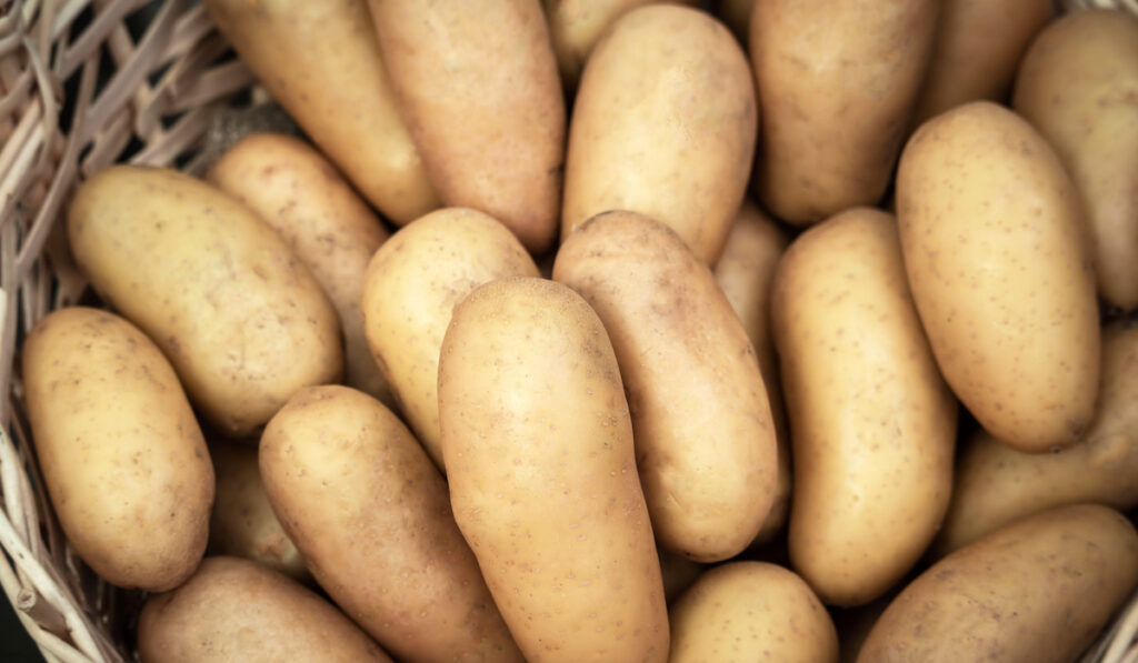 fresh white potatoes in a wicker basket 