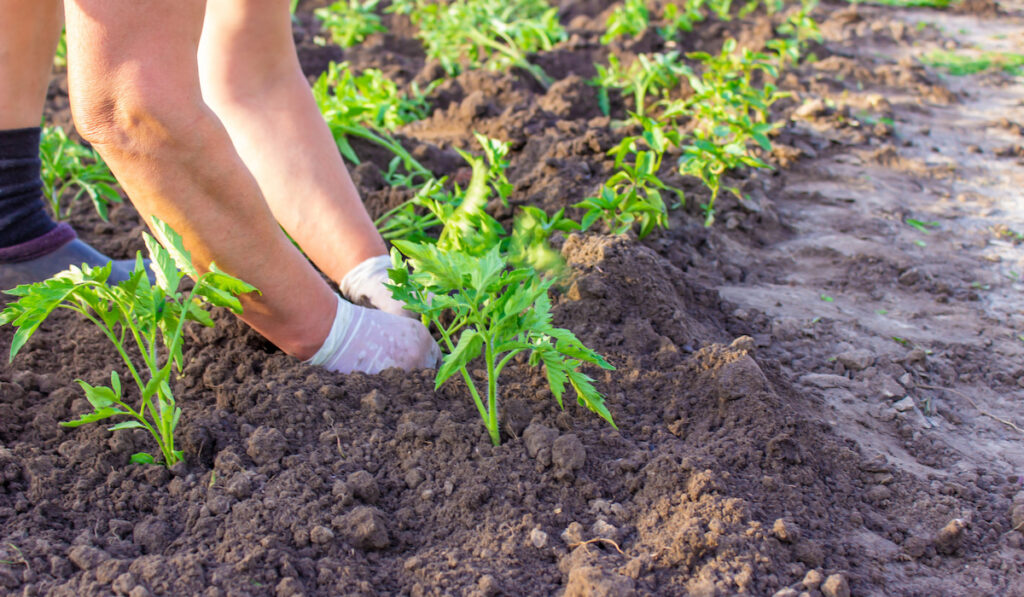 Gardener hands planting tomato seedling in ground
