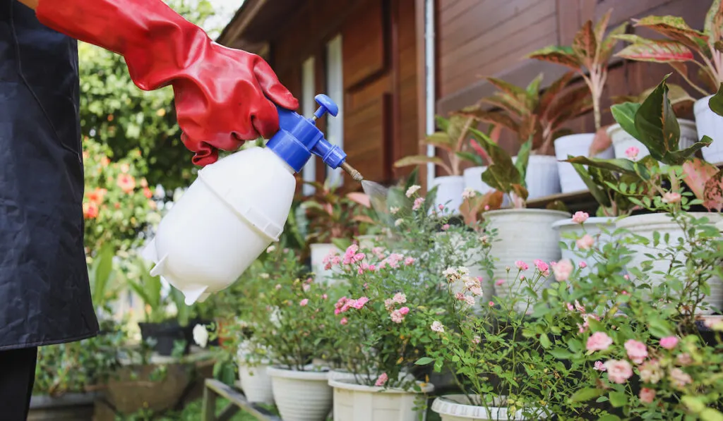 Gardener using glove holding sprayer and watering plants in the garden of the wooden house
