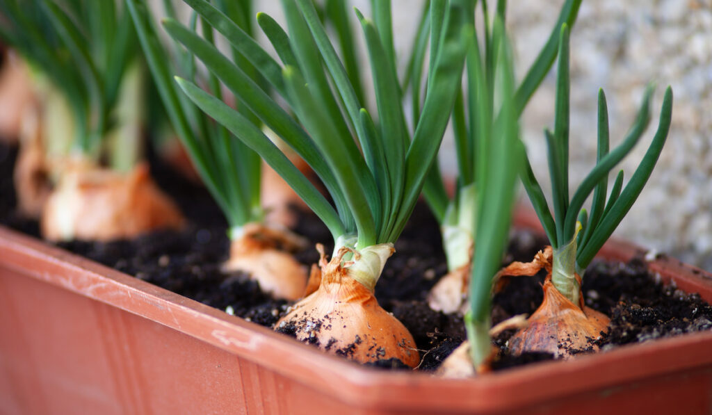 Green onion planted in a rectangular pot at home