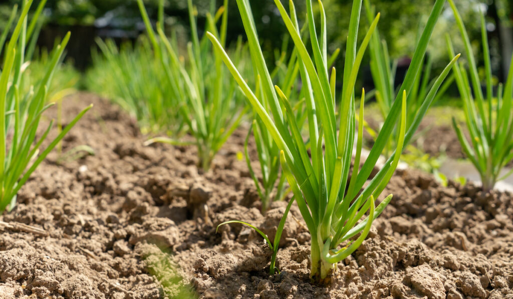 Growing Green onions in the garden