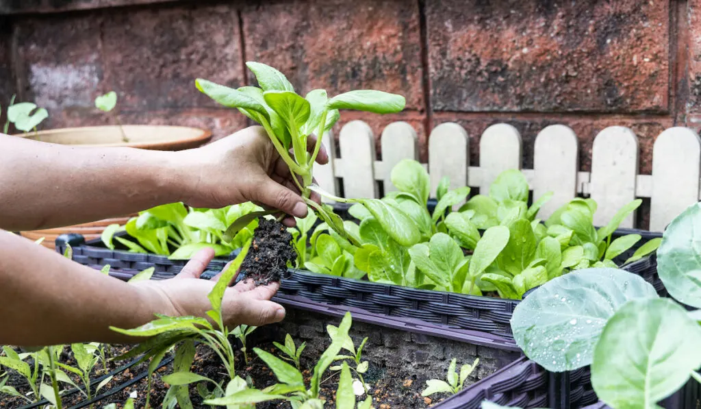 Hand harvesting organic choy sum vegetables grown on planter box at home garden
