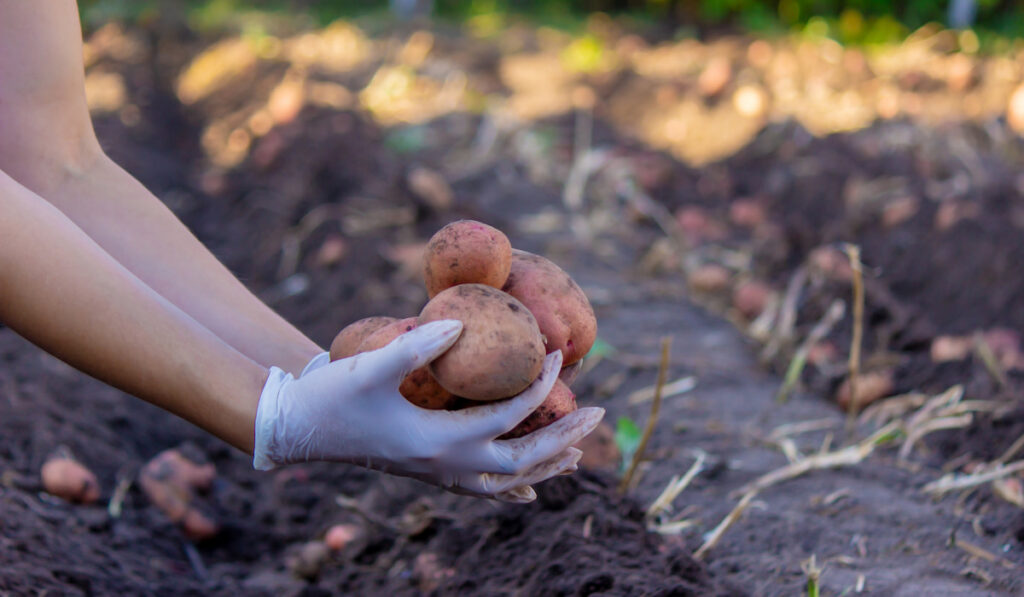 Hand holding freshly harvested organic potatoes