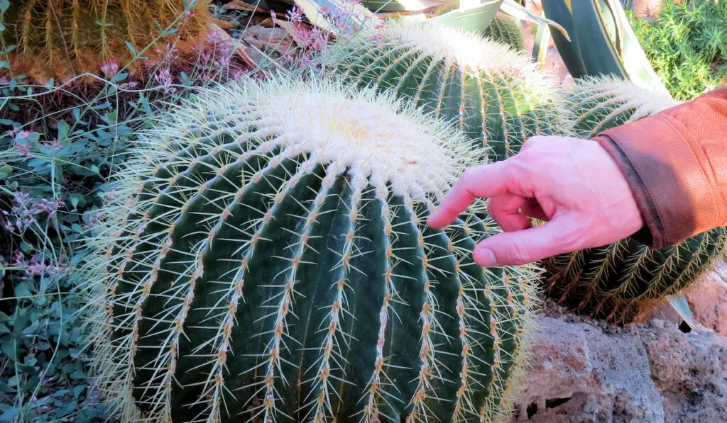 Hand pointing Southwestern Barrel Cactus (Ferocactus Wislizeni) in the garden