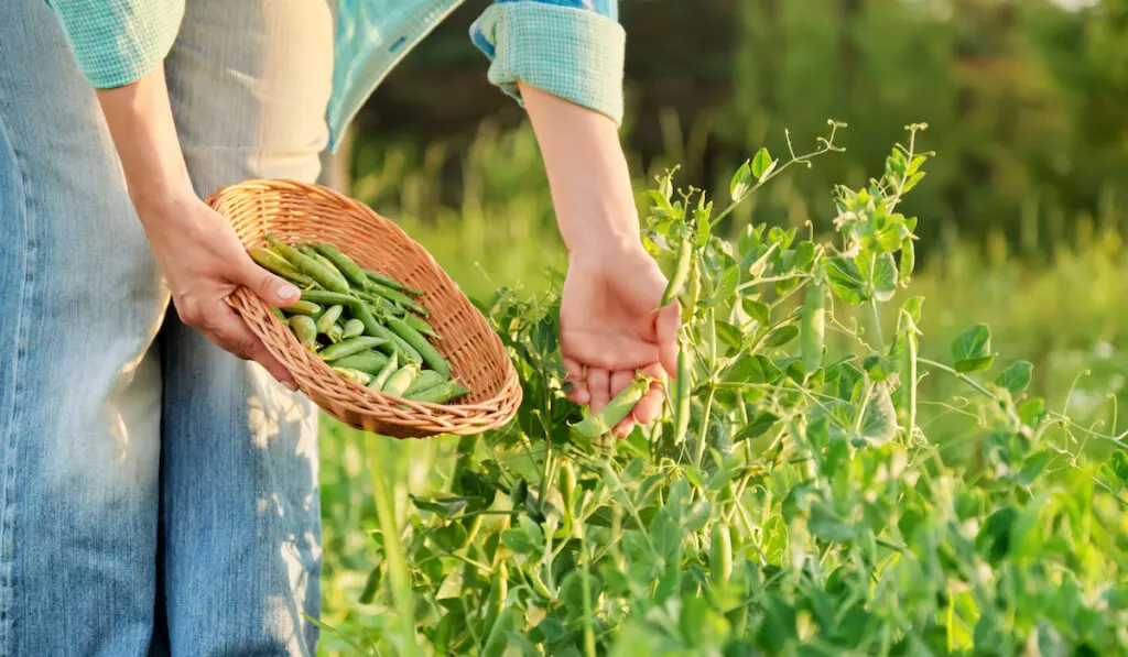 Hands harvesting green pea pods from pea plants in vegetable garden