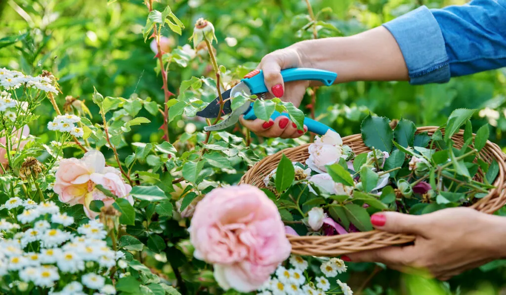 Hands of woman caring for rose bush in garden

