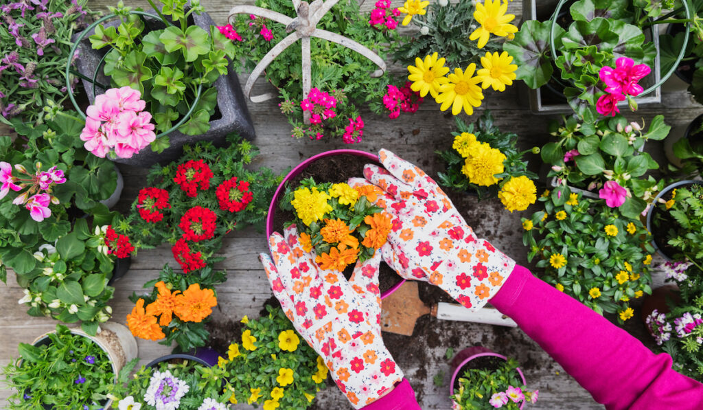 Hands of woman wearing floral gloves planting large variety of summer flowers