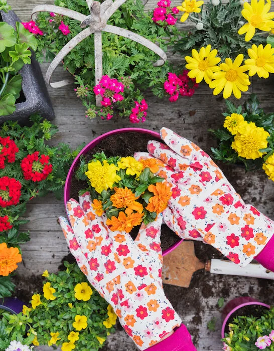 woman wearing floral gloves planting large variety of summer flowers