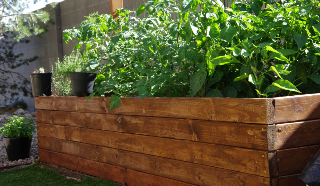 Home garden with raised garden beds from stained pine wood with variety of garden vegetables and herbs
