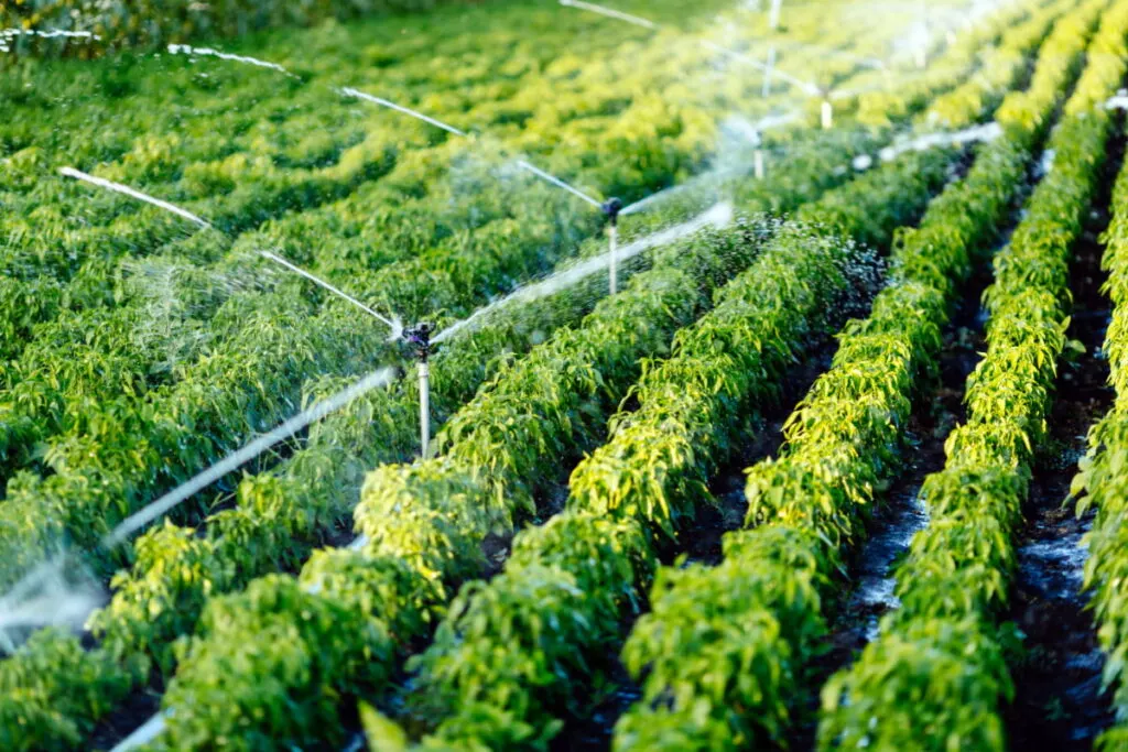 Irrigation system watering crops in a garden