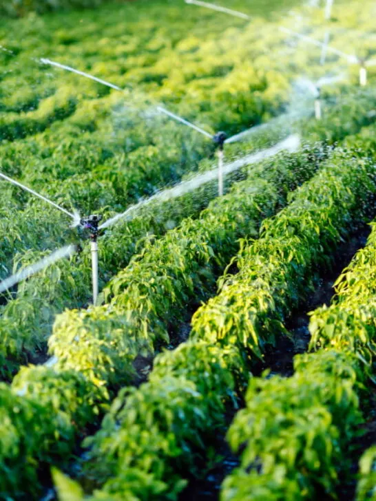 Irrigation system watering crops in a garden