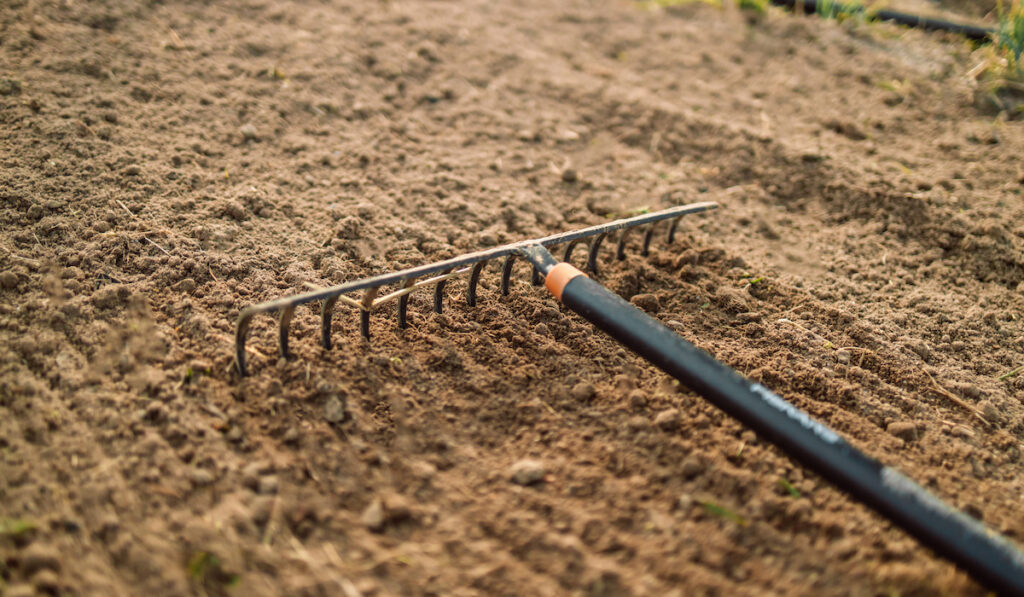 Loosening the soil with a metal garden rake