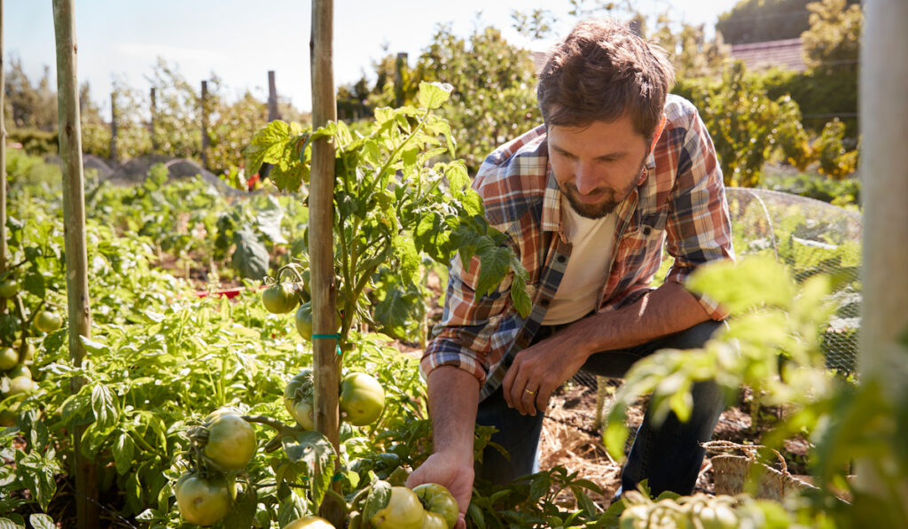 Man Checking Tomato Plants Growing in the garden