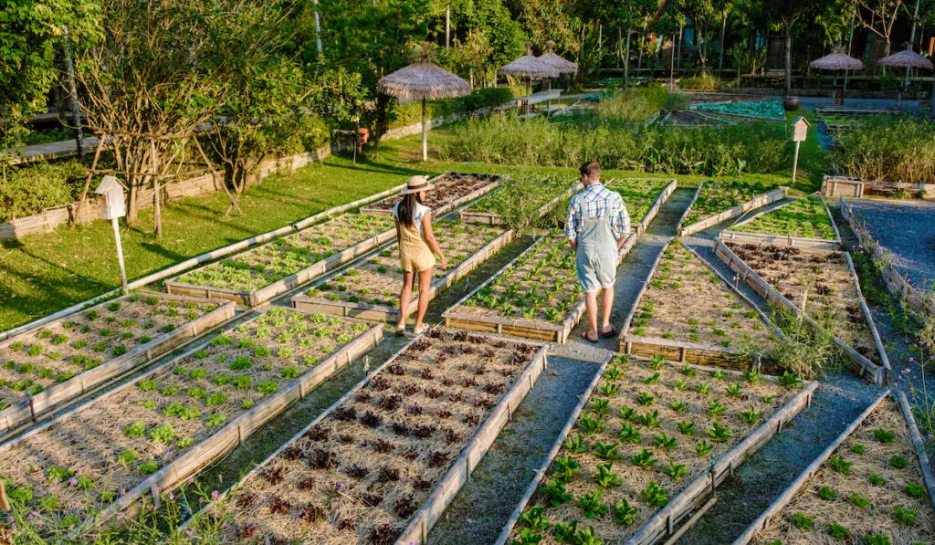 Man and woman checking Raised garden beds with plants in vegetable community garden 
