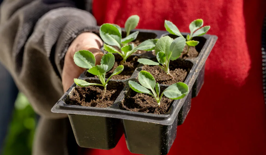 Man holding cabbage seedlings in black  tray pot