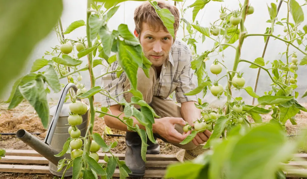 Man in greenhouse checking tomato plants
