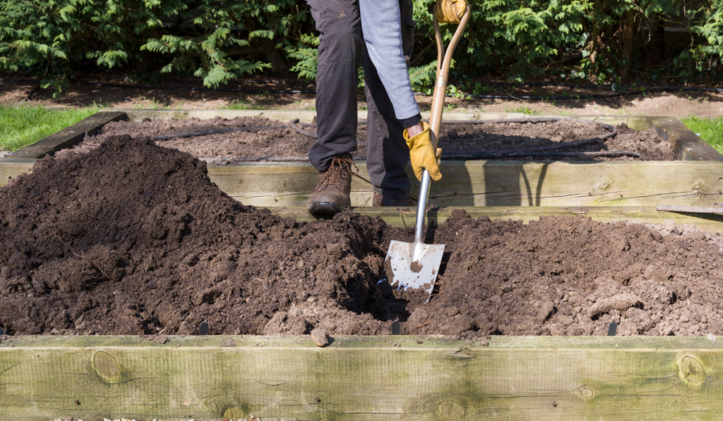 Man, male gardener digging a hole with a shovel in a vegetable garden
