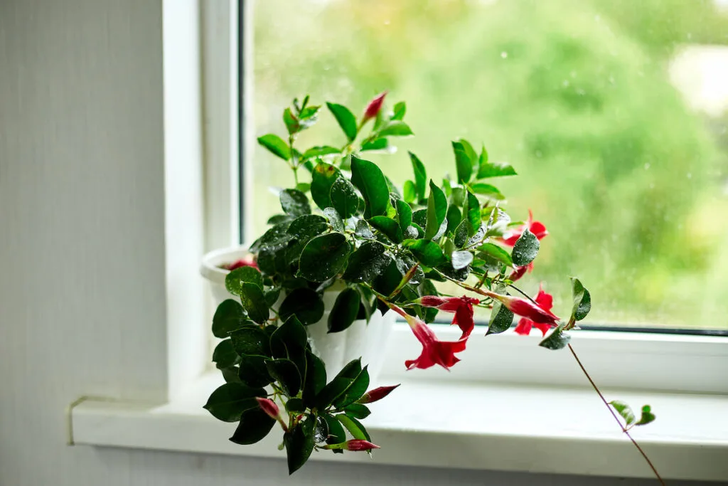 Mandevilla flower indoor on a windowsill