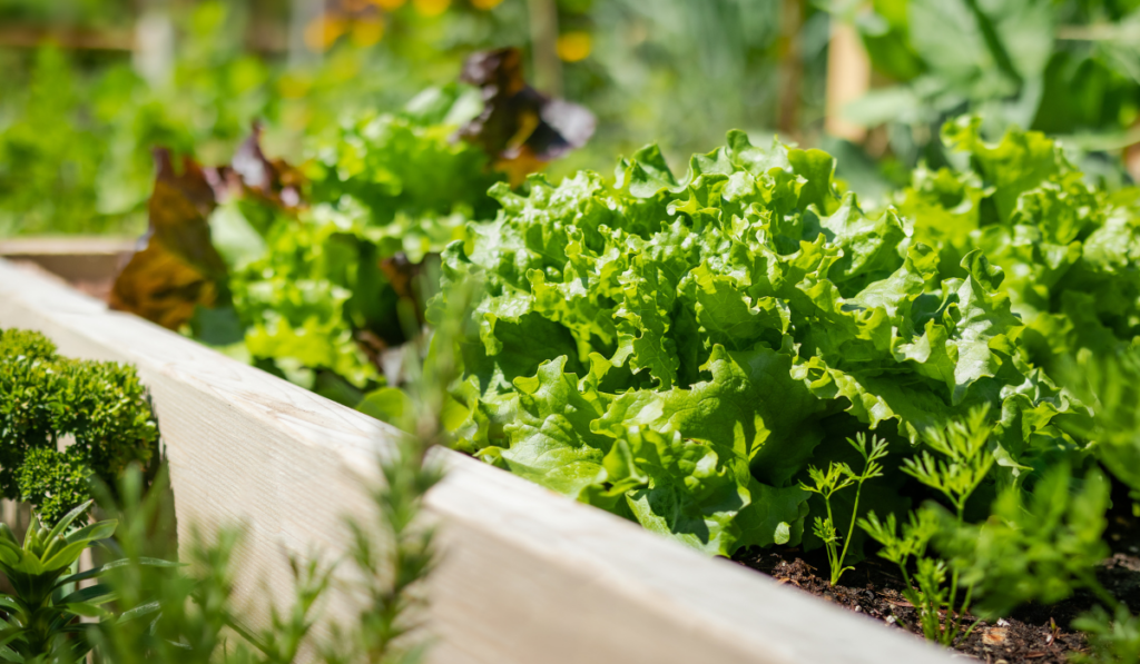 Mature lettuce plants in raised garden bed, ready to harvest