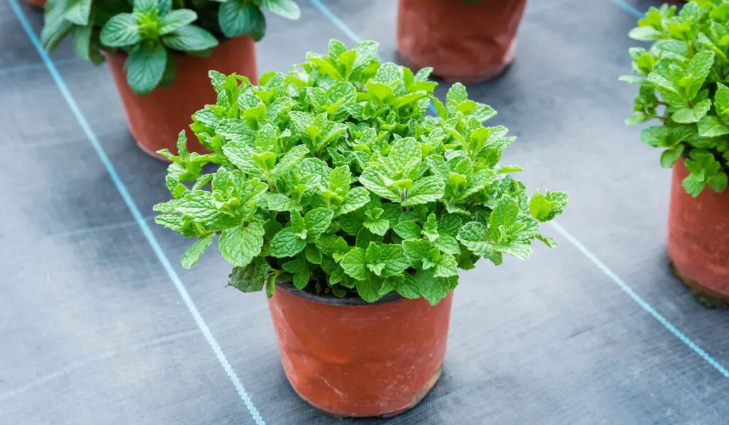 Mint plants in pot outdoor