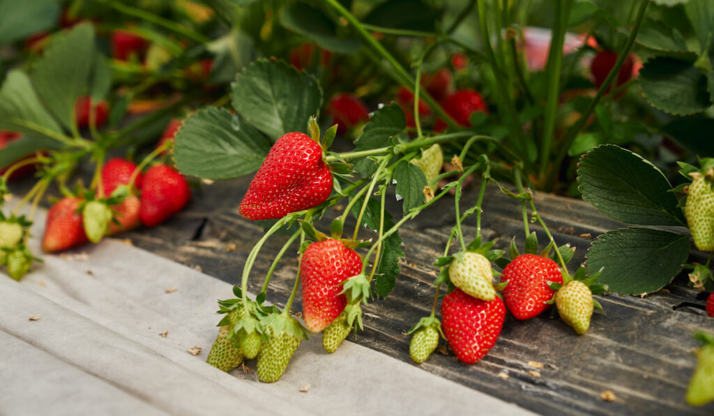 Organic strawberry growing in rows at farm garden
