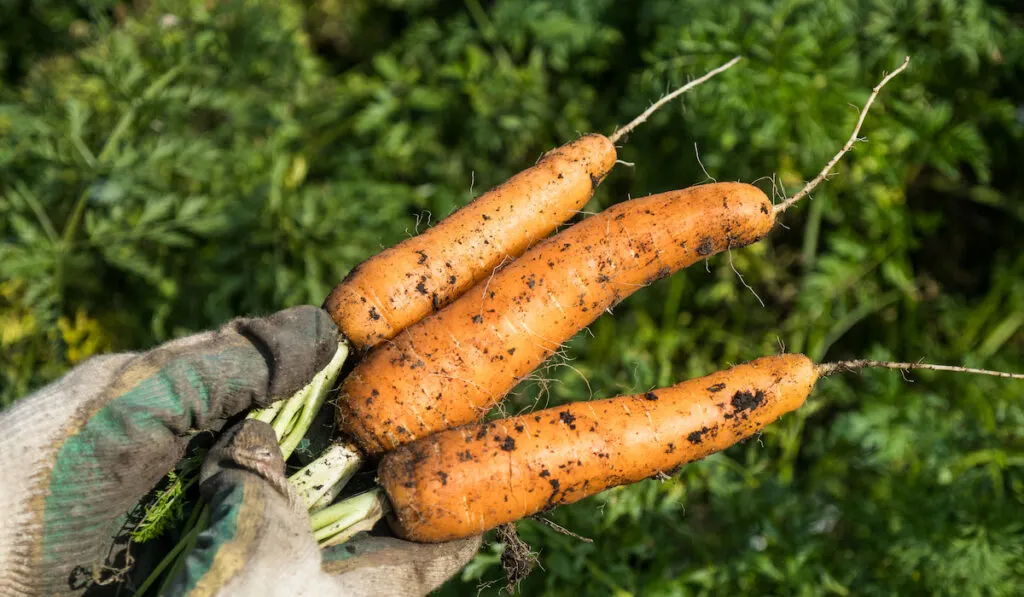 Picking home-grown carrots on a sunny day in the garden