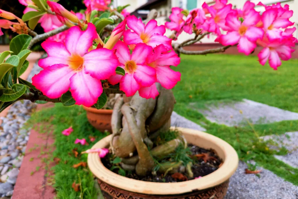 Pink Adenium obesum also known as desert rose in a pot in the garden
