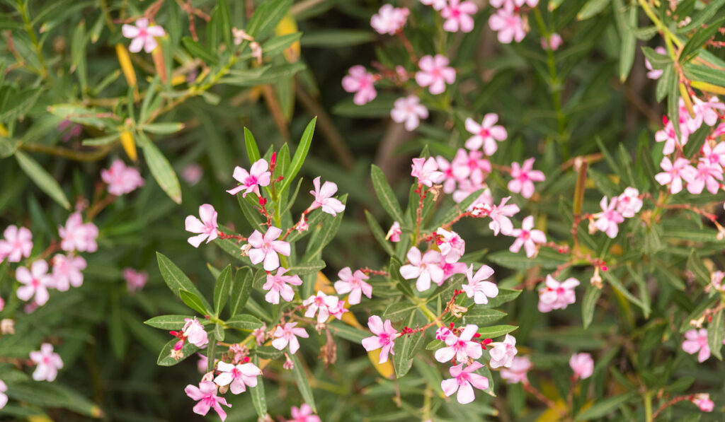 Pink blooming flowers and green leaves of soapworts growing in the garden