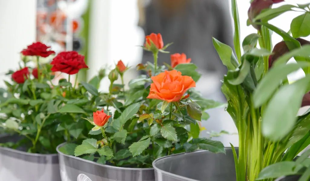 Potted plant blooming red orange rose