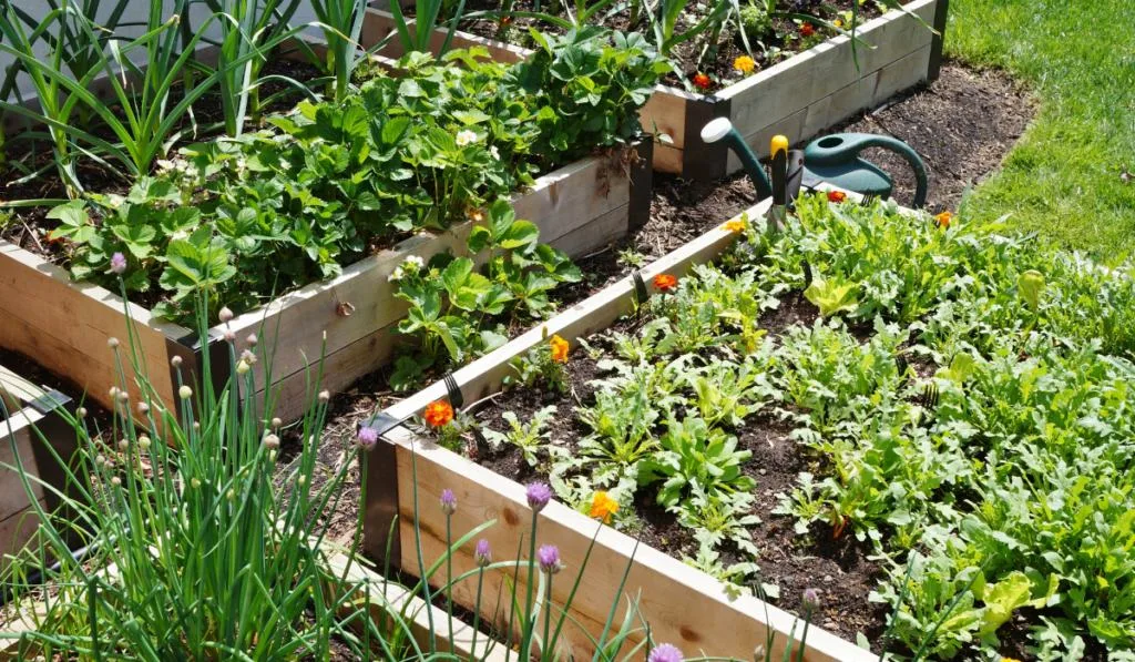 Raised bed vegetable garden box in spring
