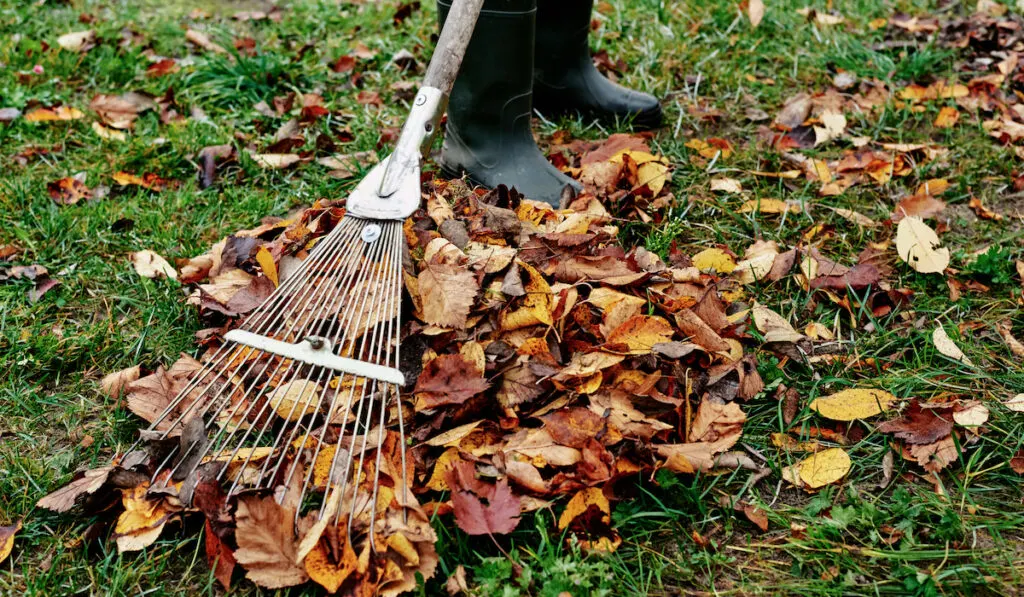 Raking pile of leaves at garden with lawn rakes