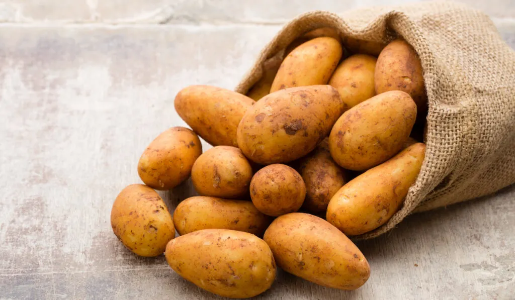 raw brown organic russet potatoes on vintage background