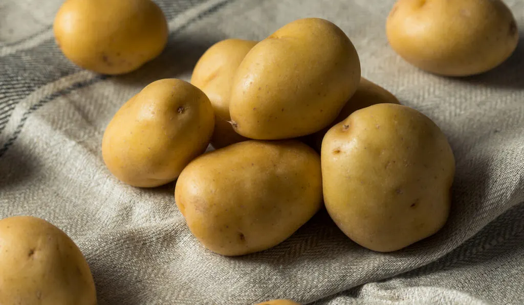 raw organic yellow baby potatoes on a cloth 