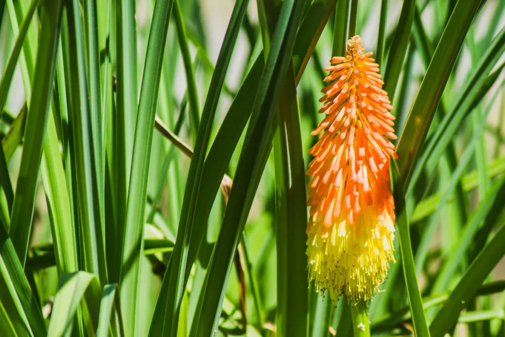 Red Hot Poker flowers blooming in broad daylight