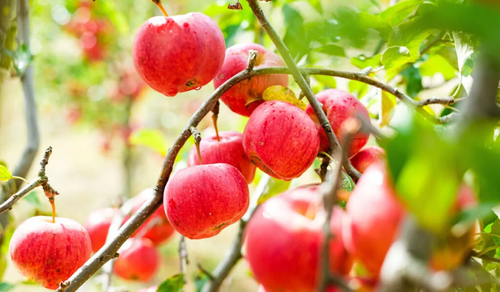 Red apples on a tree

