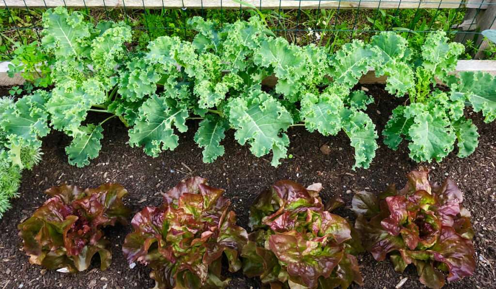 Red leaf lettuce and kale growing in the garden