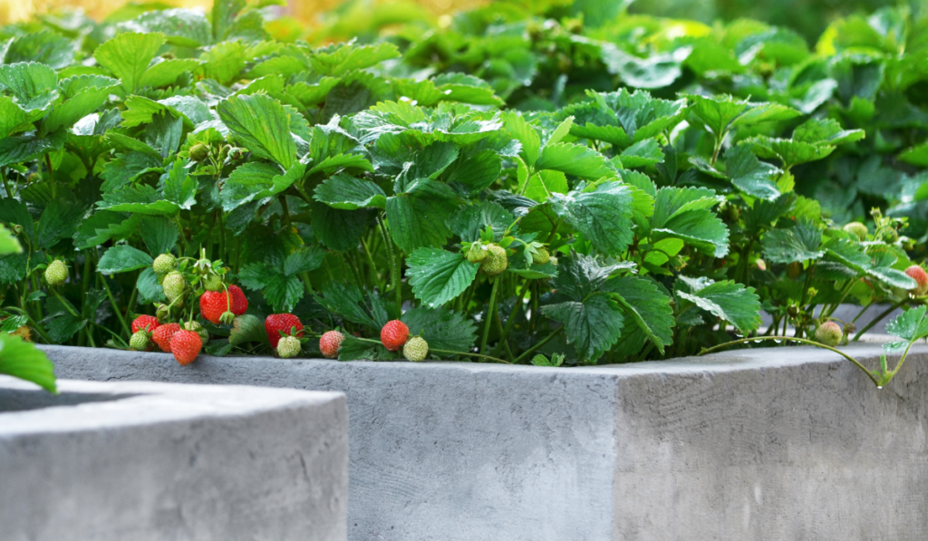 Ripe garden strawberries grow on raised beds made of concrete in a private household.
