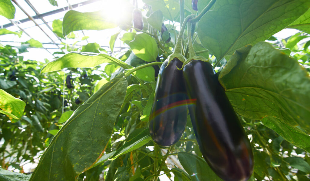 Ripe purple eggplants growing on branches in modern glasshouse

